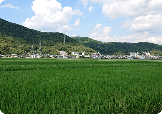 雄町米の故郷～岡山県高島地区～