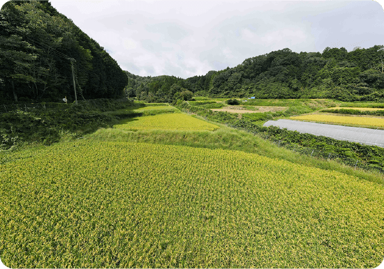 露葉風～栽培地 奈良県山添村～